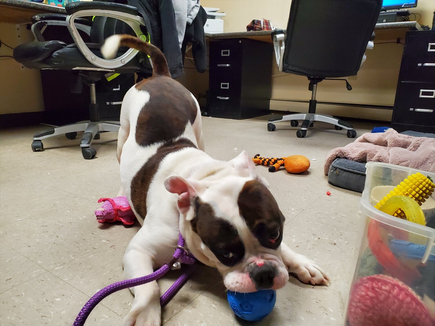 NEW DESIGNATION: One-year-old bulldog Logan having some playtime in the shelter office.